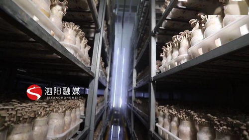 泗阳 食用菌已逐渐发展成为一份富民产业